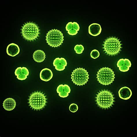 Marine Phytoplankton Powder - 60g | This Health