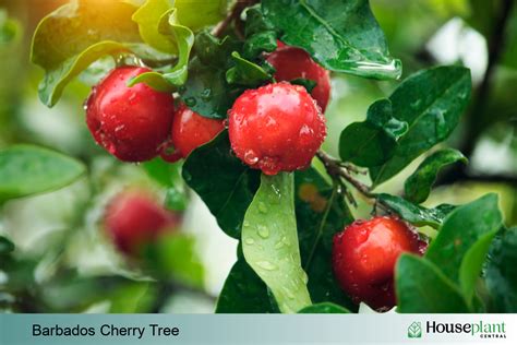 Growing A Barbados Cherry Tree In Your Home