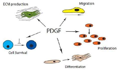 [PDF] Platelet-derived growth factor signaling in mesenchymal cells. | Semantic Scholar