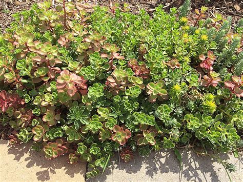 Varieties of Sedum (Stonecrop) to Use as Ground Cover