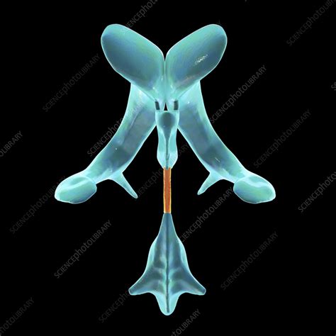 Cerebral aqueduct, illustration - Stock Image - F038/1150 - Science Photo Library