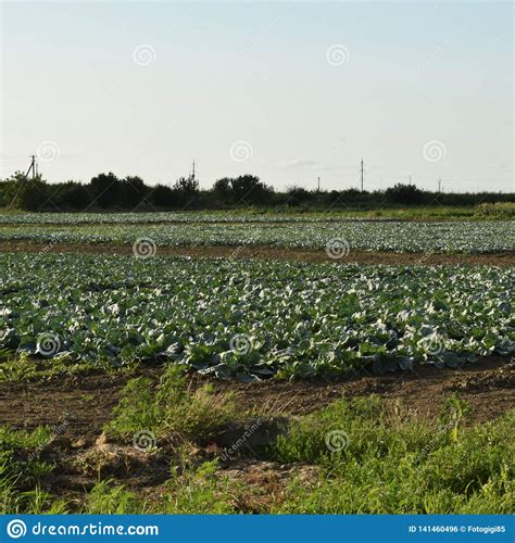 Cabbage field stock photo. Image of blue, fresh, agriculture - 141460496