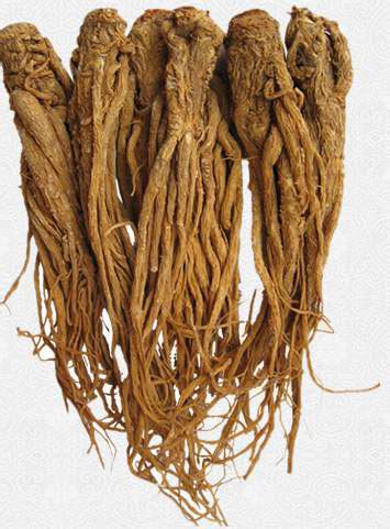 Female Ginseng facts and health benefits