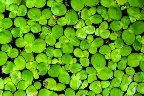 Duckweed In Aquarium: Is It a Benefit Or Nuisance?