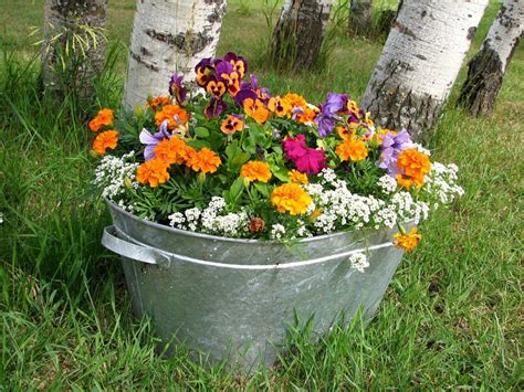 Growing Annuals in Pots: Follow These Tips for Beautiful Flowers - Turning the Clock Back