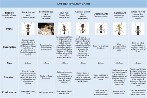 Australian Ant Identification Chart | Ants science, Ants, Ants in house