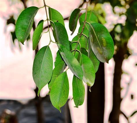 Jamun leaves_Syzygium cumini_Myrtaceae_J P nagar_2016-04-3… | Flickr