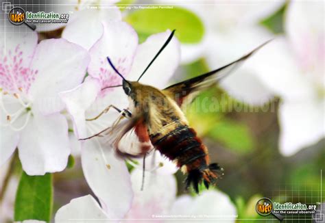 Hummingbird Moth