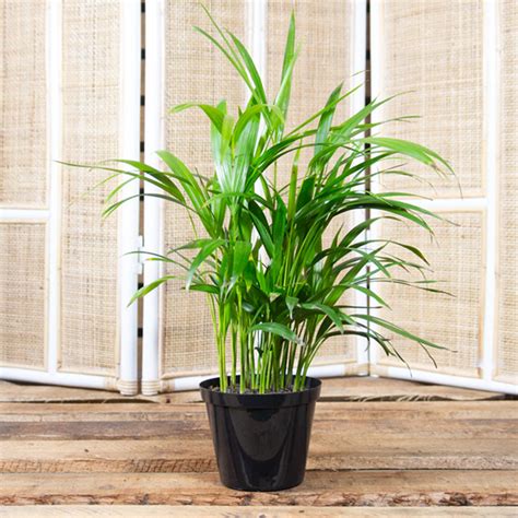 Indoor Bamboo Palm Plant Care : Bamboo Palm Plant Care Growing Guide ...