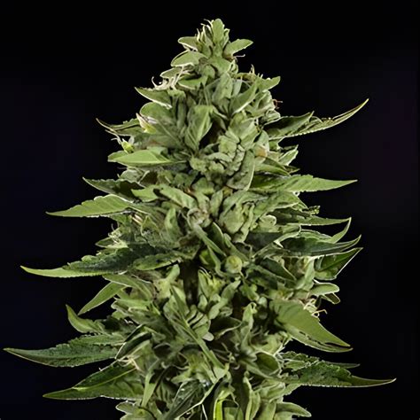 Skywalker OG - Sensible Seeds Premium