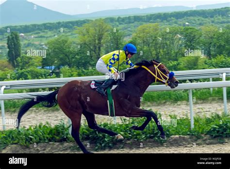 Arabian race horse russia hi-res stock photography and images - Alamy