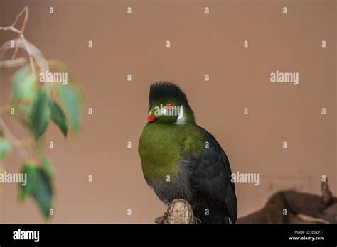 Tuft of hair Stock Photo - Alamy