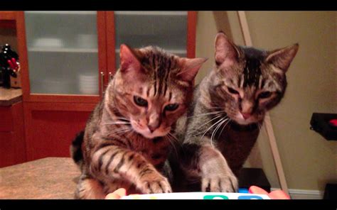 Pair of Trained Cats Perform A Charming Piano Duet