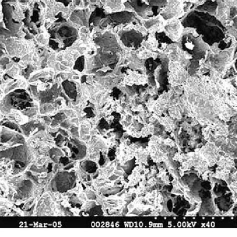 Scanning electron microscopic view of freeze-dried (FD) sample ...