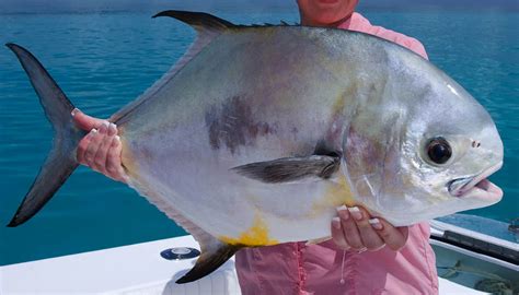 Permit Fishing in the Florida Keys