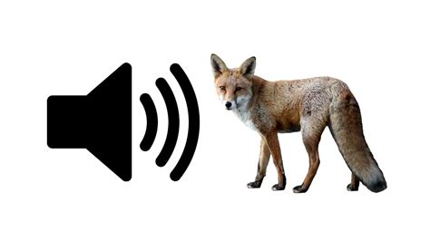 Fox - Sound Effect | ProSounds - YouTube