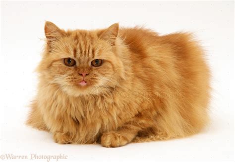 Ginger Persian-cross female cat photo WP34635