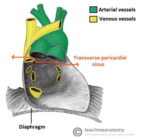 The Pericardium - TeachMeAnatomy