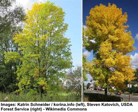 Green Ash Tree: Leaves, Bark (Pictures) - Identification and Care