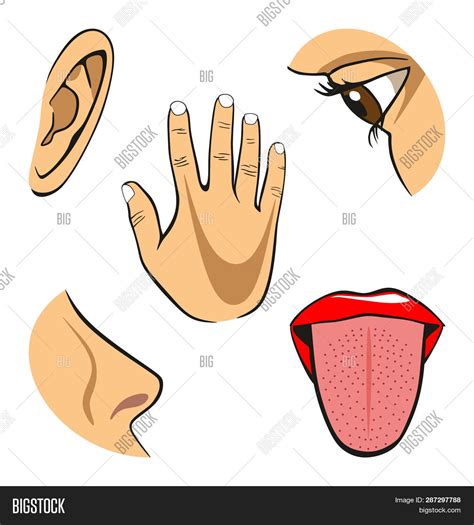 Human Five Senses Image & Photo (Free Trial) | Bigstock