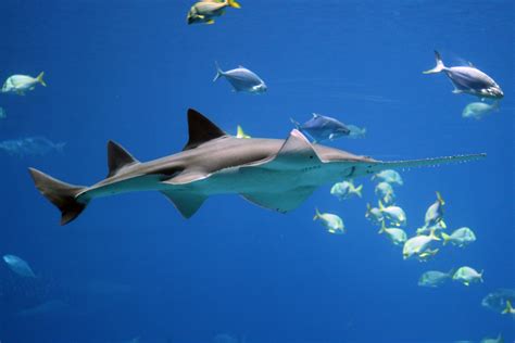 Sawfish Facing Extinction - Conservation Articles & Blogs - CJ