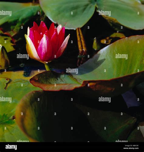 Red pond lily Stock Photo - Alamy