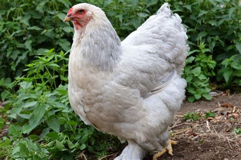 Brahma Chicken Breed Guide — Practical Self Reliance