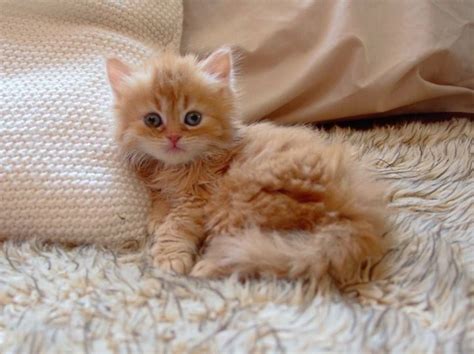 Persian Cat Ginger Kitten - Pets Lovers