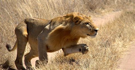 Conheça espécies da savana africana, o melhor lugar do mundo para a observação de fauna ...