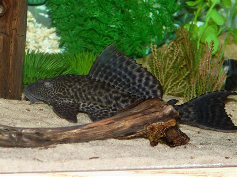 cichlids.com: Common Pleco