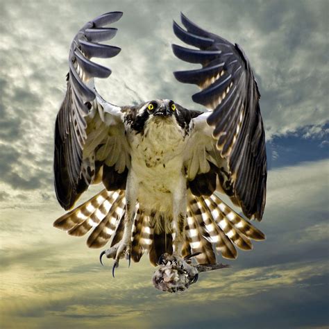 This photograph of an Osprey swooping in with a fish in its talons was taken by Sandy Scott for ...