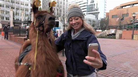 Pet therapy: Let a llama take your troubles away | CNN