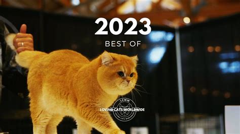 2023 Best Of Cat Judging | LCWW - YouTube