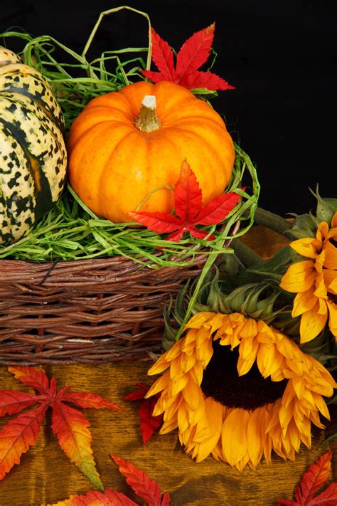 Pumpkin And Sunflower Free Stock Photo - Public Domain Pictures