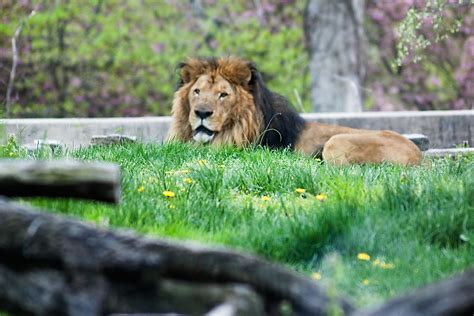 39 adorable photos of the Maryland Zoo in Baltimore, Maryland | BOOMSbeat