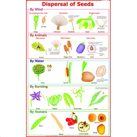 Dispersal of Fruits & Seeds Chart at Lowest Price in Delhi - Manufacturer,Supplier,Exporter