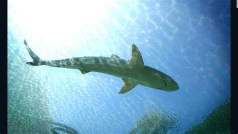 Bull Shark Attack Shark / Deadly Bull Sharks Sighted In Jersey Shore ...