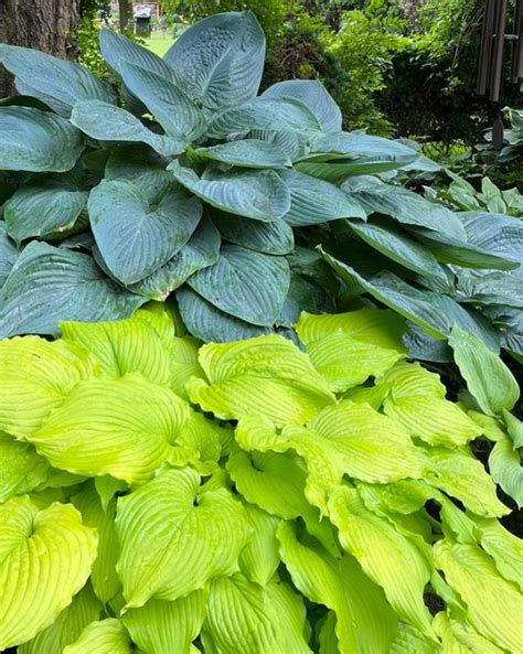 A Hosta Lover’s Garden - Fine Gardening