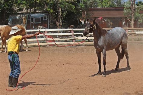 The Cowboy is Training this Horse Be Tame. Editorial Photography ...