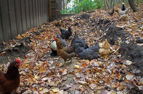 Randy's Chicken Blog: The Hen Pen Project