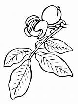 Walnut Tree Branch Coloring Page  ColouringPages sketch template