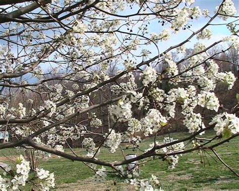 Free picture: callery, pear, pyrus, calleryana, tree, blossoms