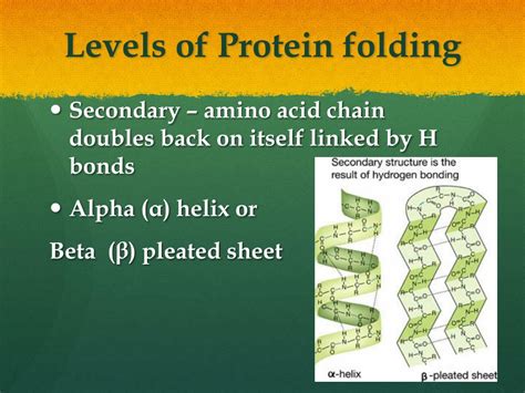 PPT - Protein Synthesis and Protein Folding PowerPoint Presentation, free download - ID:2804584