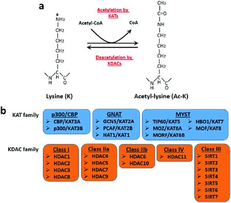 Regulation of lysine acetylation. a Lysine acetylation is a reversible... | Download Scientific ...