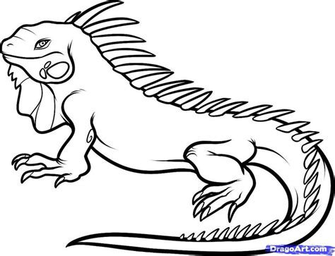 Lizard Outline Drawing at GetDrawings | Free download