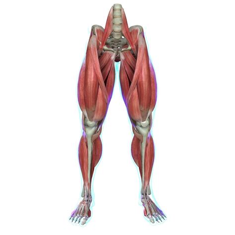 Leg Muscle Diagram - Muscle Flashcards Flashcards by ProProfs - ryvemyzave