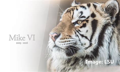 LSU mascot Mike the Tiger passes away | 11alive.com