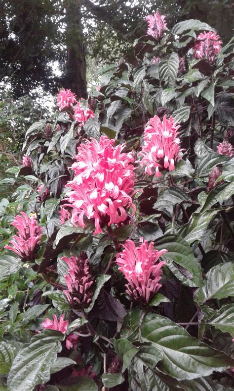 Justicia carnea | Bloomin' Plants and Stitches