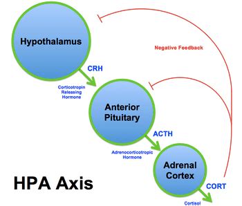 HPA-Axis Dysfunction - How Stress Can Cause Weight Gain, Fatigue, Sleeplessness and More - Dr ...