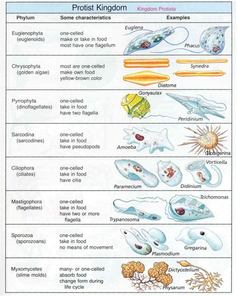 Protist Power - Beauty in Biology